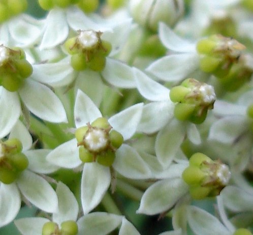 Xysmalobium involucratum boat-shaped corolla lobes
